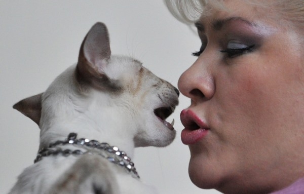 
	
	Một người phụ nữ đang hôn chú mèo "không lông" Sphynx trong một buổi triễn lãm mèo tại Bishtek - thủ đô của Kygryzstan. Những người nuôi mèo trên khắp vùng Kygryzstan, Kazakhstan và Uzbekistan cùng tụ họp về đây để khoe những chú mèo độc đáo của mình, 26/02/2013